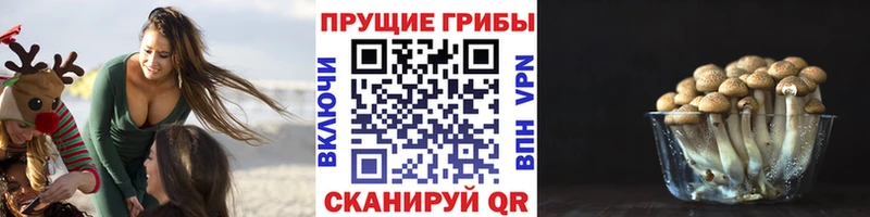Псилоцибиновые грибы Psilocybine cubensis  Севск 